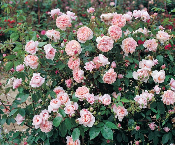 'Colette&trade;' Rose - Rosa from Paradise Acres Garden Center