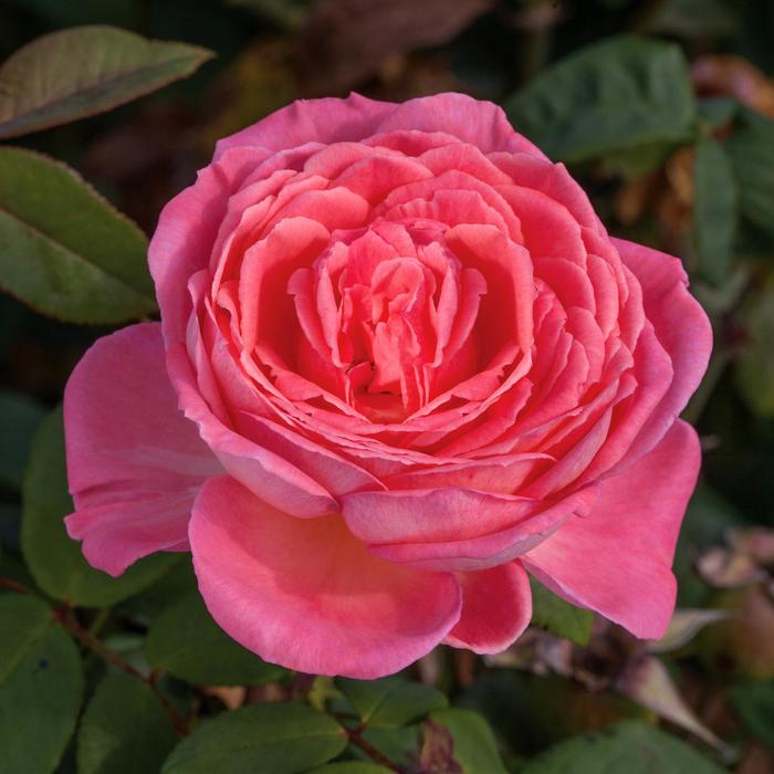Liv Tyler&trade; Rose - Rosa from Paradise Acres Garden Center