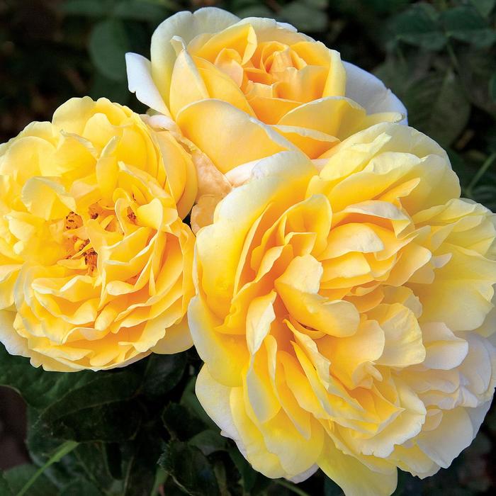 Michelangelo&trade; Hybrid Tea Rose - Rosa from Paradise Acres Garden Center