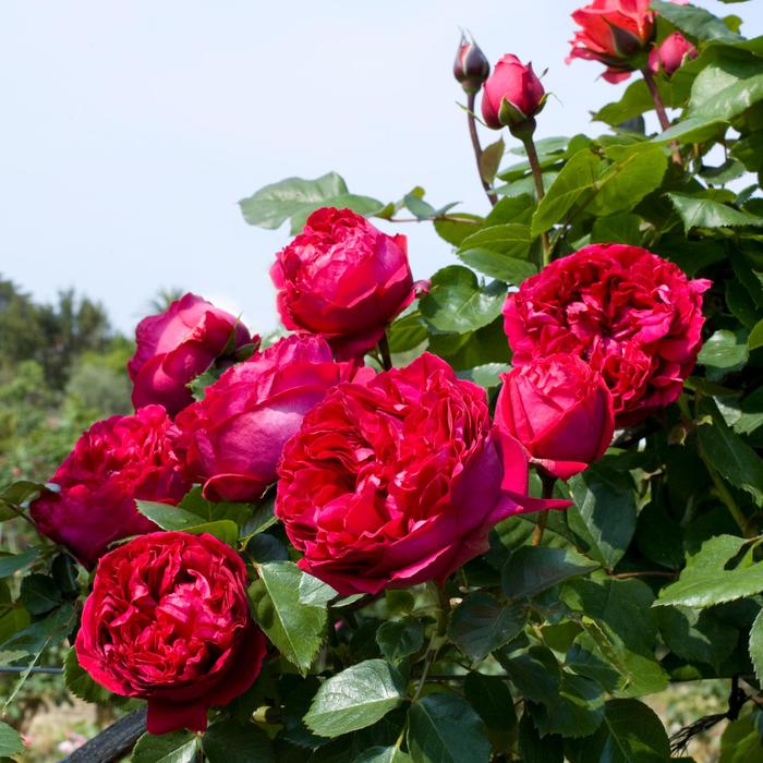 'Eden Climber&reg; Red' Climbing Rose - Rosa from Paradise Acres Garden Center
