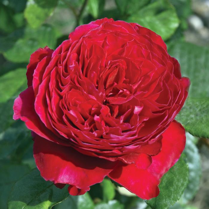 Rouge Royale&trade; Rose - Rosa from Paradise Acres Garden Center