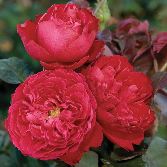 'Traviata&reg;' Hybrid Tea Rose - Rosa from Paradise Acres Garden Center
