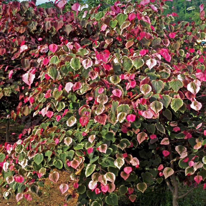 'Carolina Sweetheart®' Redbud - Cercis canadensis from Paradise Acres Garden Center