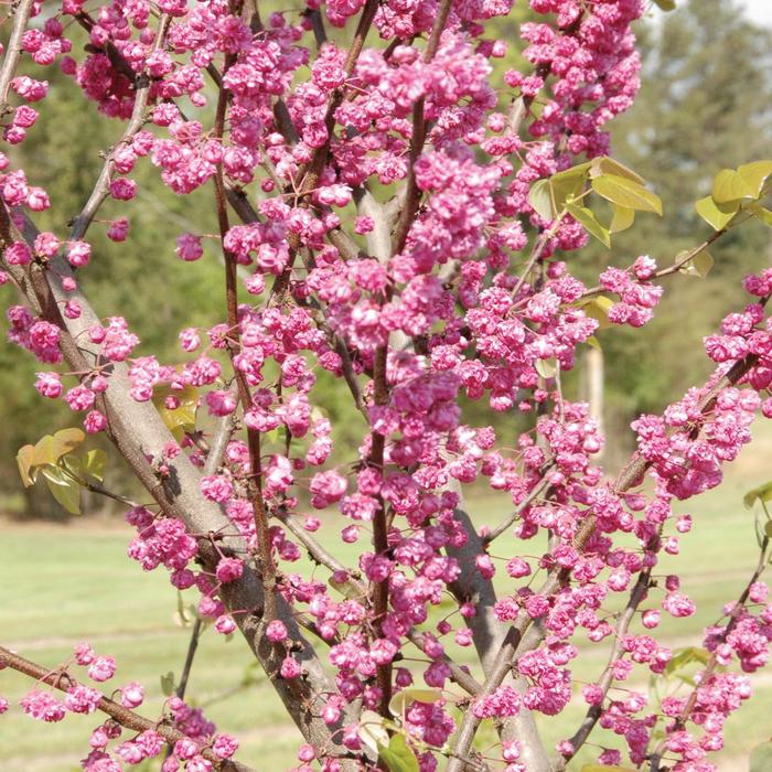 'Pink Pom Poms' Eastern Redbud - Cercis canadensis from Paradise Acres Garden Center