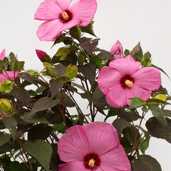 Head Over Heels® 'Adore' - Hibiscus moscheutos (Rose-Mallow) from Paradise Acres Garden Center