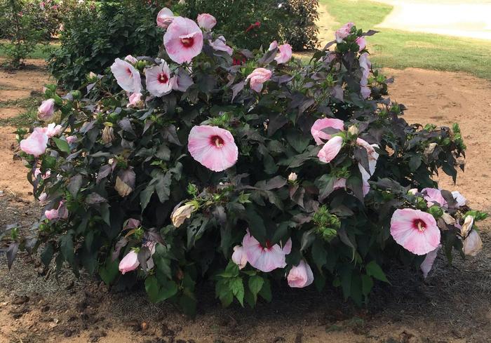 Head Over Heels&reg; 'Blush' - Hibiscus moscheutos (Rose-Mallow) from Paradise Acres Garden Center