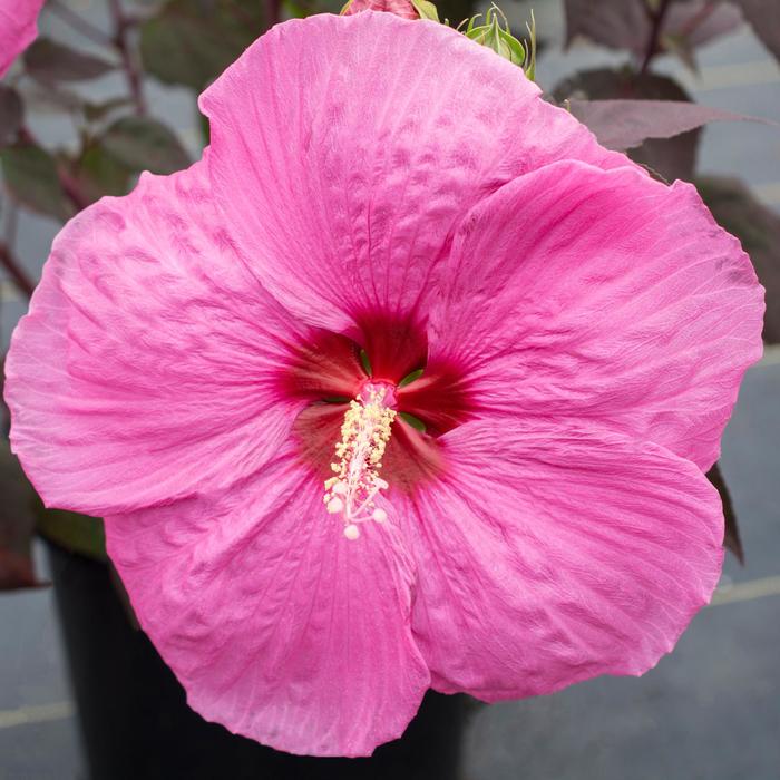 Head Over Heels® 'Passion' - Hibiscus moscheutos (Rose-Mallow) from Paradise Acres Garden Center