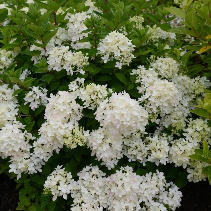 'Bombshell' - Hydrangea paniculata from Paradise Acres Garden Center