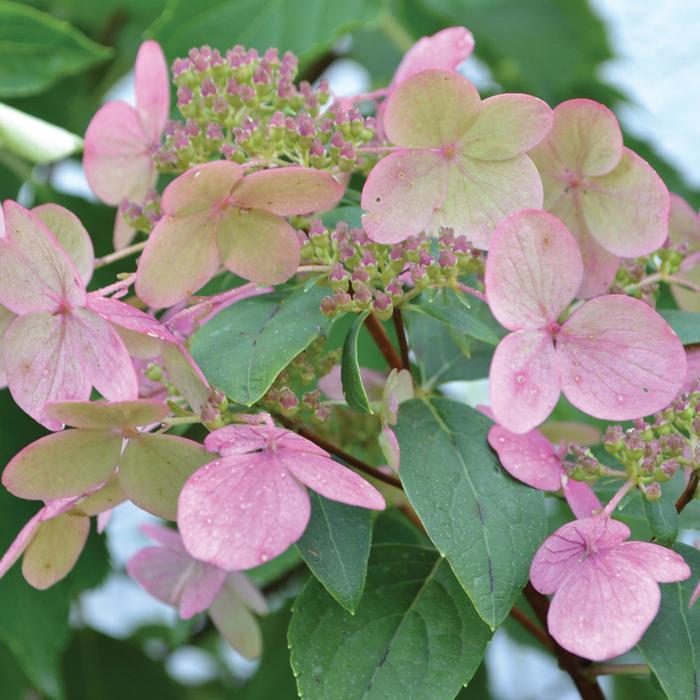 'Fire and Ice' Panicle Hydrangea - Hydrangea paniculata from Paradise Acres Garden Center