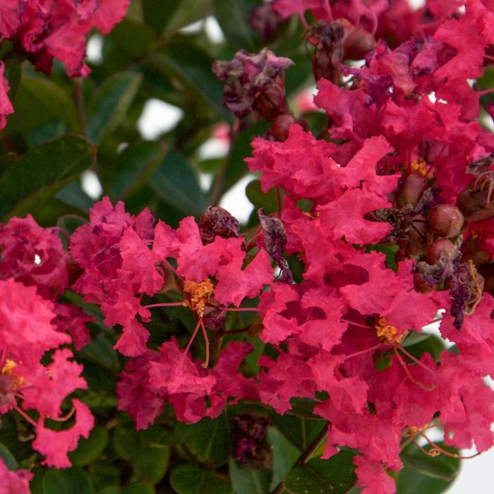 Bellini® Raspberry - Lagerstroemia indica from Paradise Acres Garden Center