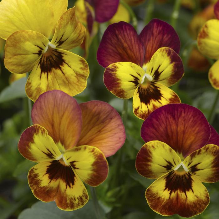 Deltini™ 'Copperfield' - Viola cornuta (Pansy) from Paradise Acres Garden Center