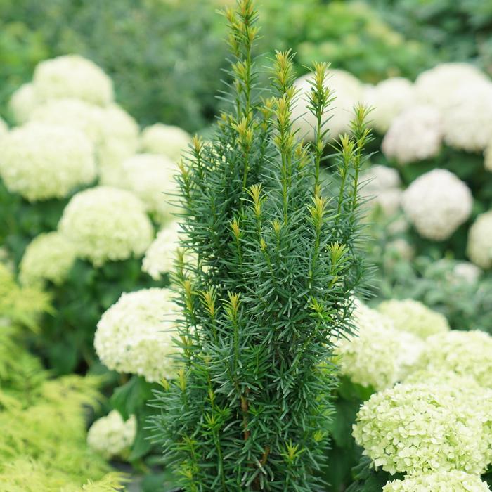 Stonehenge Skinny&reg; Yew - Taxus x media from Paradise Acres Garden Center