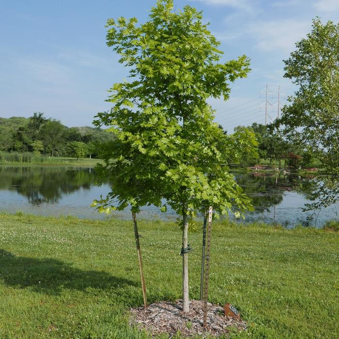 Shumard Oak - Quercus shumardii from Paradise Acres Garden Center