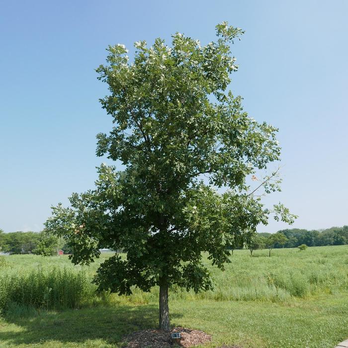 Bur Oak - Quercus macrocarpa from Paradise Acres Garden Center