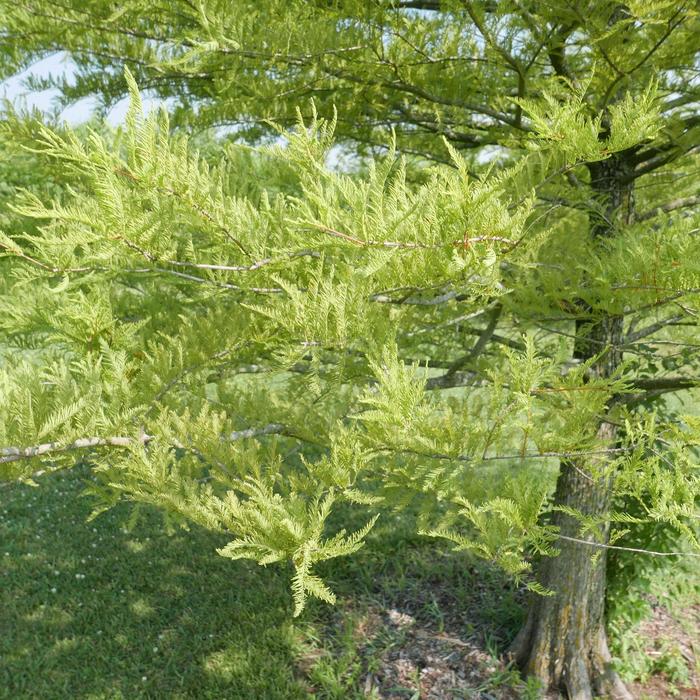 Bald Cypress - Taxodium distichum from Paradise Acres Garden Center