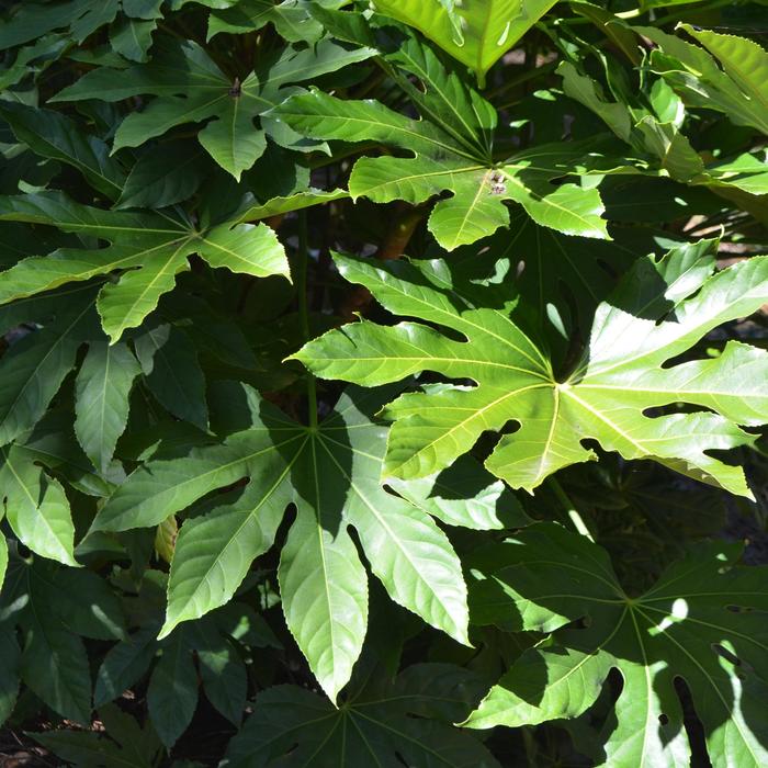 Japanese Aralia - Fatsia japonica from Paradise Acres Garden Center