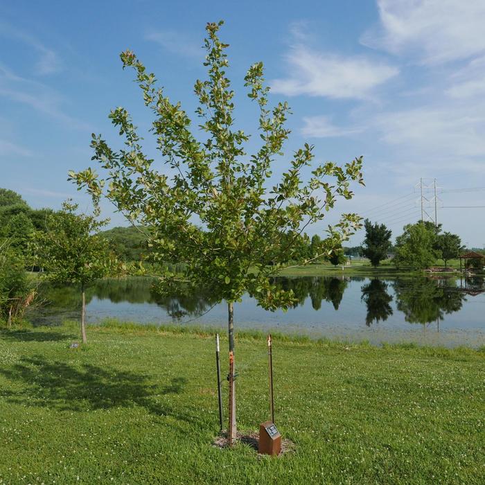 'Wildfire' Blackgum - Nyssa sylvatica from Paradise Acres Garden Center