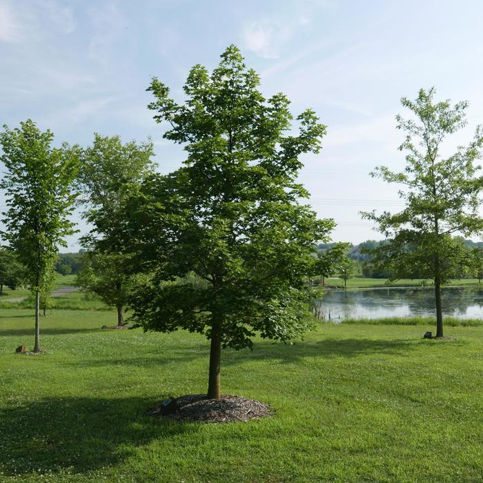 'Pacific Sunset®' Maple - Acer truncatum x platanoides from Paradise Acres Garden Center