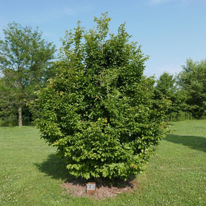 Persian Spire&trade; - Parrotia persica from Paradise Acres Garden Center