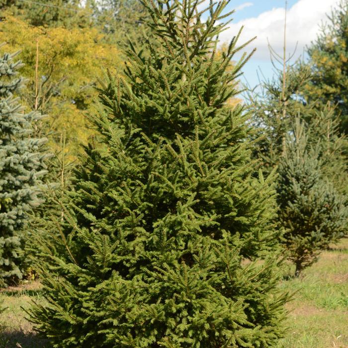 Norway Spruce - Picea abies from Paradise Acres Garden Center