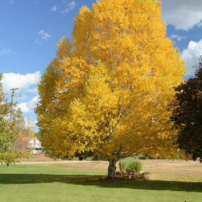 Paper Birch - Betula papyrifera COPY from Paradise Acres Garden Center