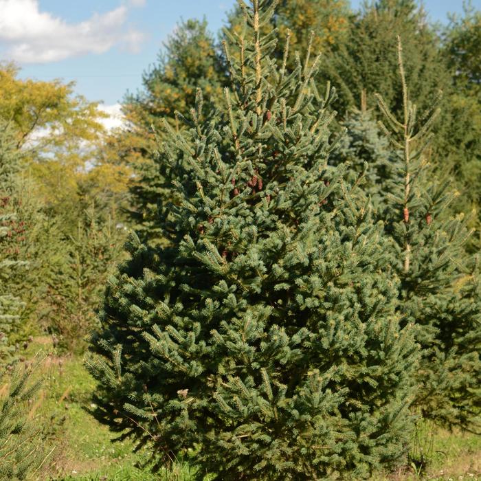 White Spruce - Picea glauca COPY from Paradise Acres Garden Center