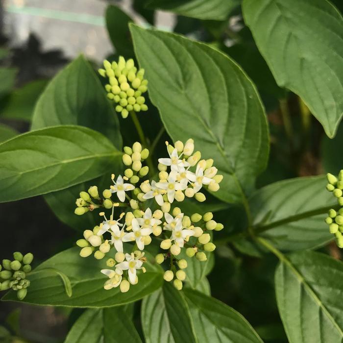 Red-twig Dogwood - Cornus stolonifera from Paradise Acres Garden Center