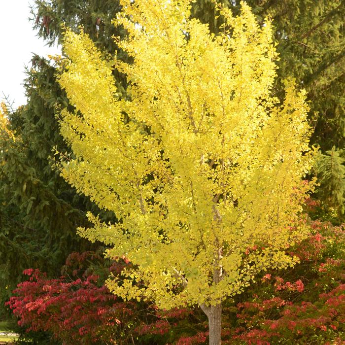 'Autumn Gold' - Ginkgo biloba from Paradise Acres Garden Center