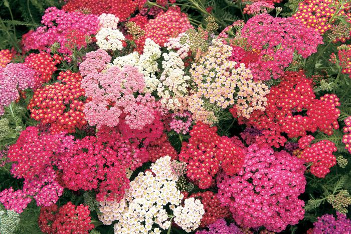 'Summer Berries' Yarrow - Achillea millefolium from Paradise Acres Garden Center