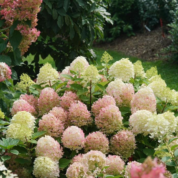 'Fire Light Tidbit®' Panicle Hydrangea - Hydrangea paniculata from Paradise Acres Garden Center