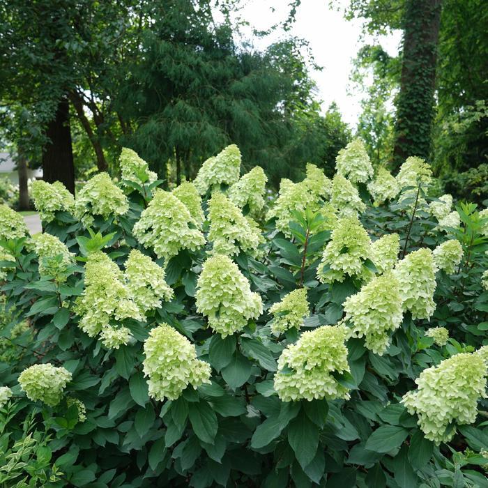 'Limelight Prime®' - Hydrangea paniculata from Paradise Acres Garden Center