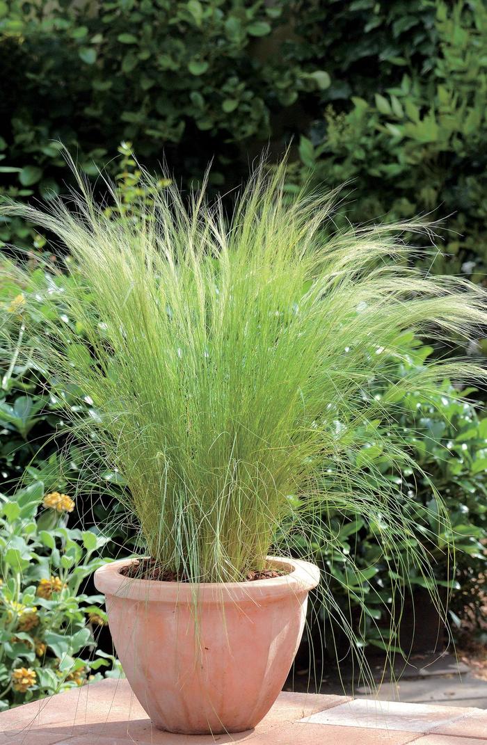 Feather Grass - Stipa tenuissima from Paradise Acres Garden Center