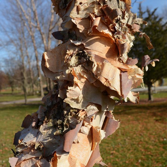 'Shiloh Splash' Birch - Betula nigra from Paradise Acres Garden Center