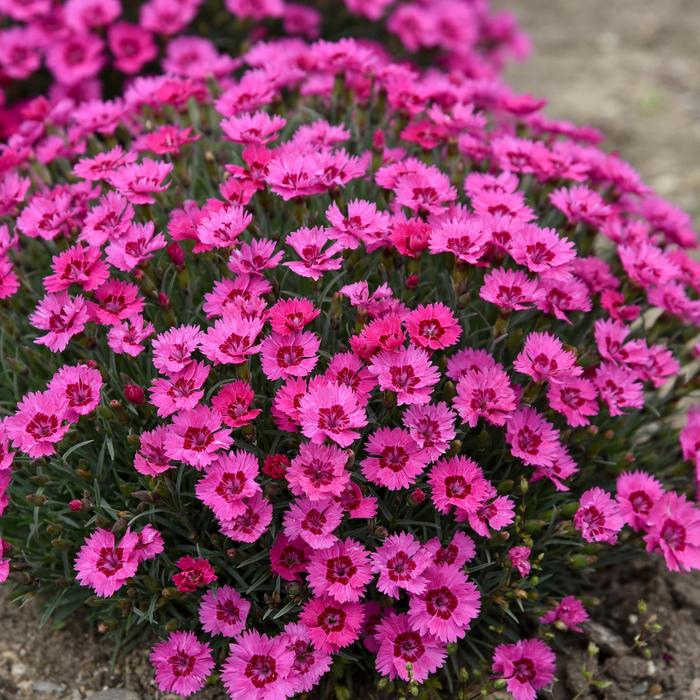 'Paint the Town Fancy' Pinks - Dianthus from Paradise Acres Garden Center