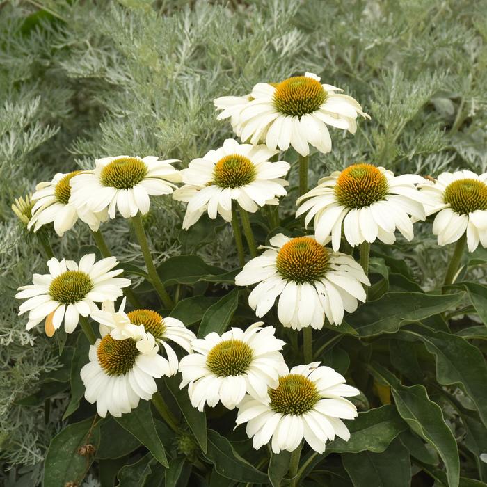 Color Coded&trade; 'The Price is White' - Echinacea (Coneflower) from Paradise Acres Garden Center