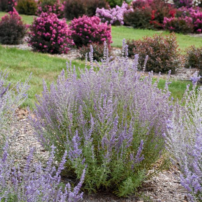 'Sage Advice' - Perovskia atriplicifolia (Russian Sage) from Paradise Acres Garden Center