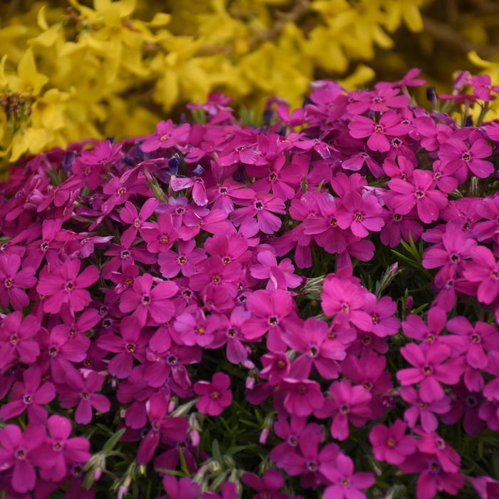 Mountainside&trade; 'Majestic Magenta' - Phlox (Spring Phlox) from Paradise Acres Garden Center