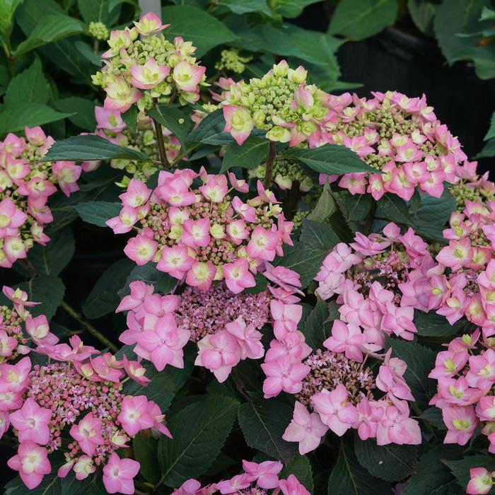 Let's Dance® 'Can Do!' - Hydrangea macrophylla x serrata (Reblooming Hydrangea) from Paradise Acres Garden Center