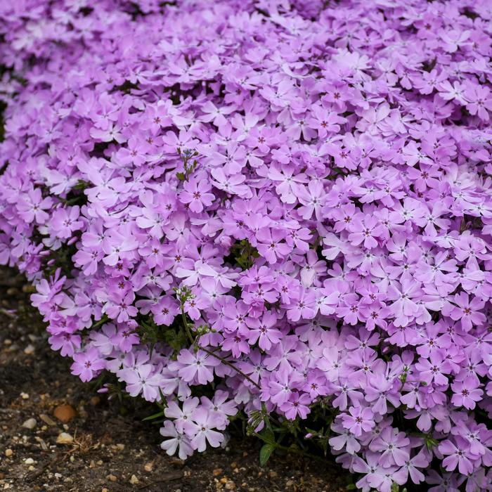 Spring Bling&trade; 'Pink Sparkles' - Phlox (Creeping Phlox) from Paradise Acres Garden Center