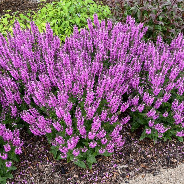 Color Spires&reg; 'Back to the Fuchsia' - Salvia from Paradise Acres Garden Center