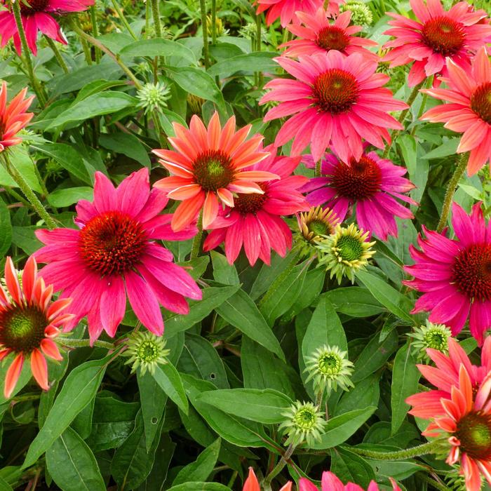Sombrero&reg; 'Tres Amigos' - Echinacea (Coneflower) from Paradise Acres Garden Center