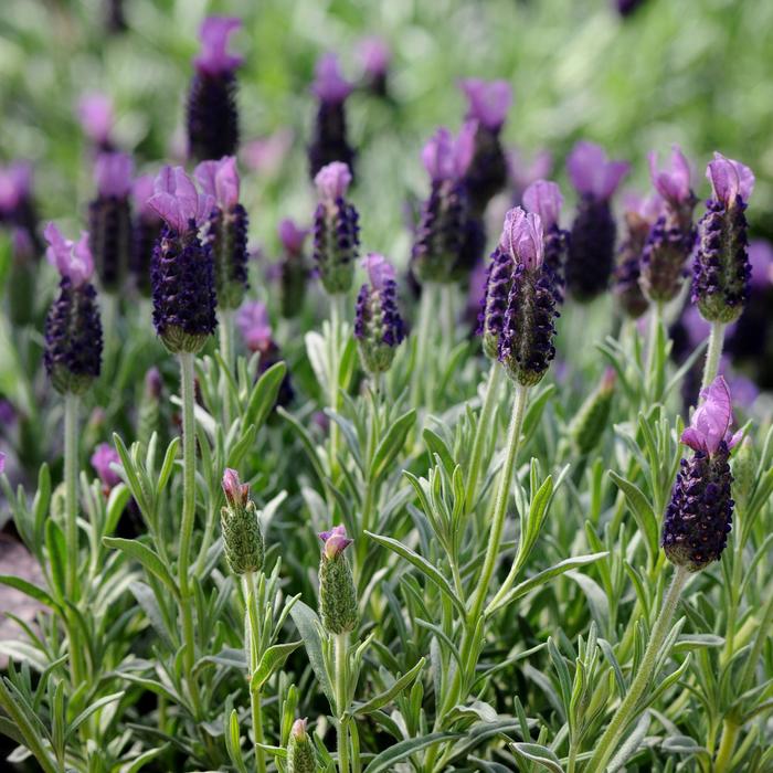 'Anouk' Lavender - Lavandula stoechas from Paradise Acres Garden Center