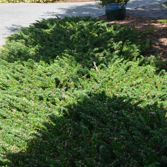 'Blue Pacific' Juniper - Juniperus conferta from Paradise Acres Garden Center
