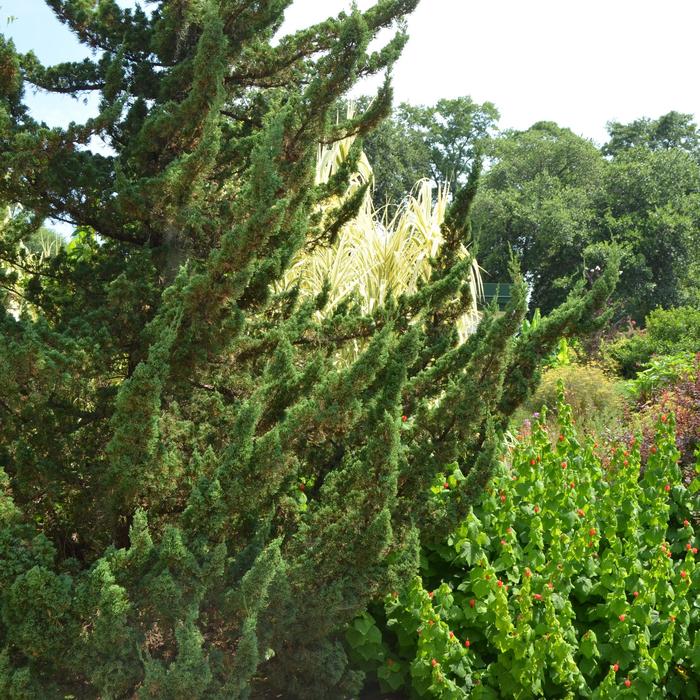 'Torulosa™' Hollywood Juniper - Juniperus chinensis from Paradise Acres Garden Center