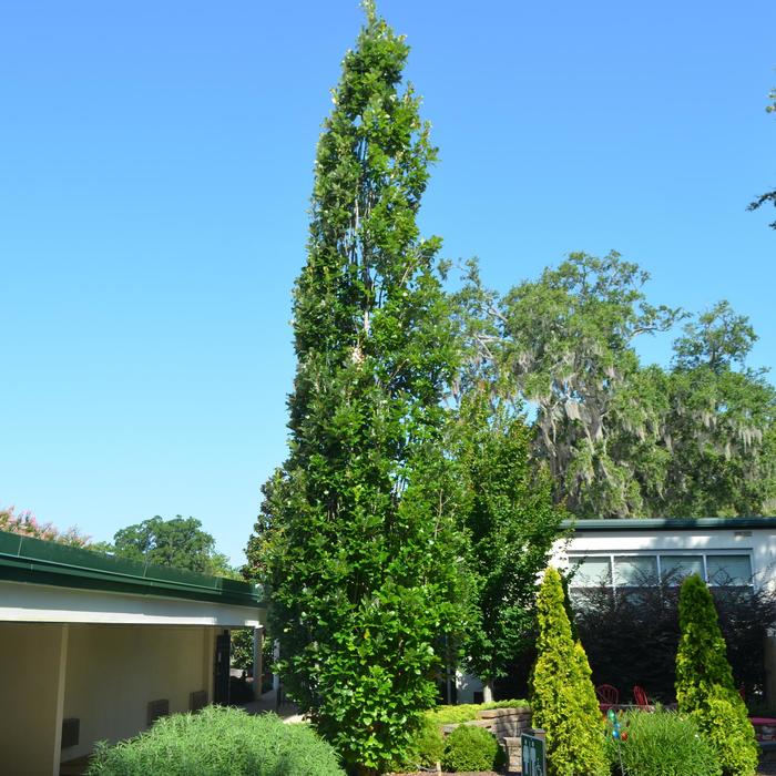 'Regal Prince®' Oak - Quercus x warei from Paradise Acres Garden Center