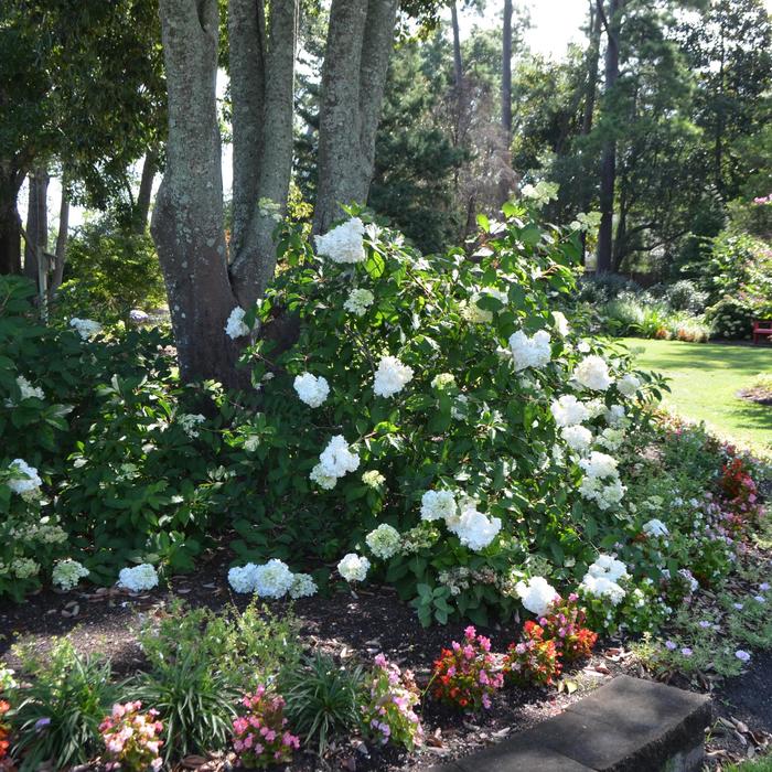 Vanilla Strawberry™ - Hydrangea paniculata from Paradise Acres Garden Center