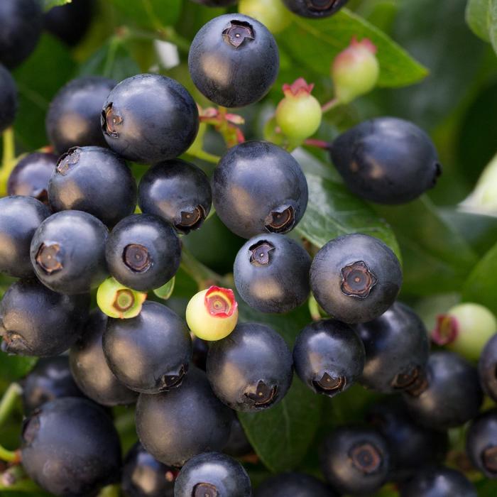 Bushel and Berry® BerryBux™ - Vaccinium (Blueberry) from Paradise Acres Garden Center