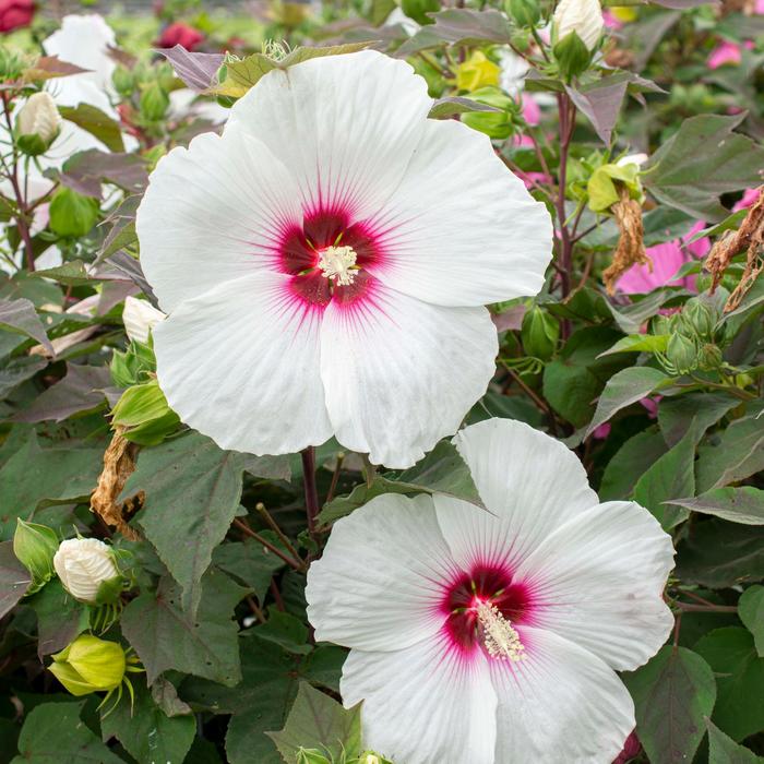 Head Over Heels® 'Dream' - Hibiscus moscheutos (Rose-Mallow) from Paradise Acres Garden Center