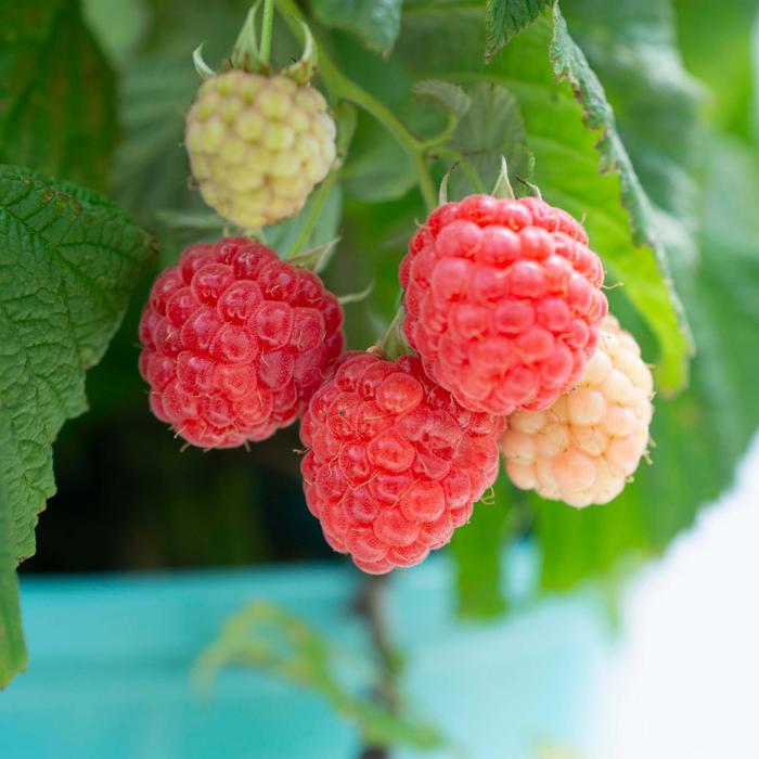 Bushel and Berry Raspberry Shortcake - Rubus from Paradise Acres Garden Center