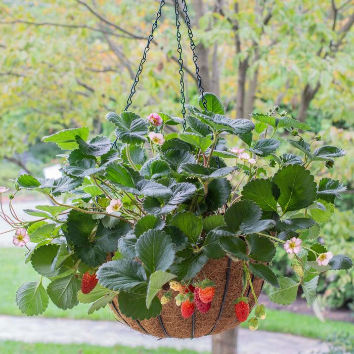 Bushel and Berry® 'Rosy Belle™' - Fragaria x ananassa (Strawberry) from Paradise Acres Garden Center